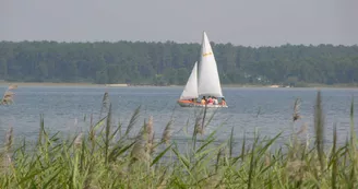 caravelle roseau paysage caravelle roseau paysage