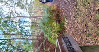 20241113-091526.jpg 20241113-091526.jpg
