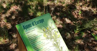 sentier-botanique-lagune-hournaou-biscarrosse.jpg sentier-botanique-lagune-hournaou-biscarrosse.jpg