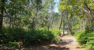 sentier-lagune-hournaou-biscarrosse.jpg sentier-lagune-hournaou-biscarrosse.jpg